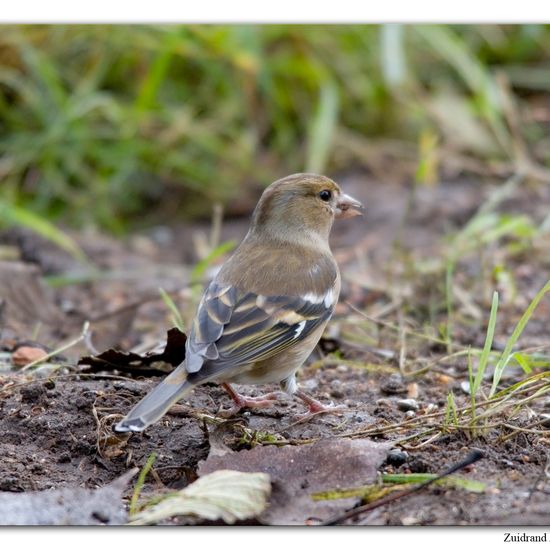 Common Chaffinch: Animal in habitat Backyard in the NatureSpots App