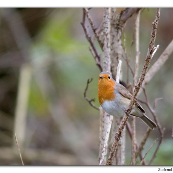 European robin: Animal in habitat Backyard in the NatureSpots App