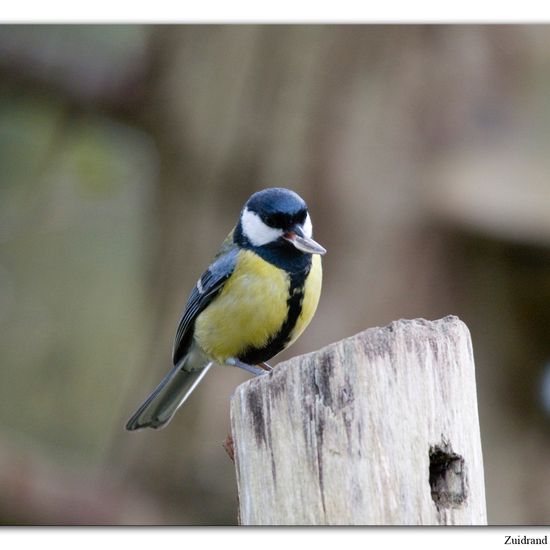 Great Tit: Animal in habitat Backyard in the NatureSpots App