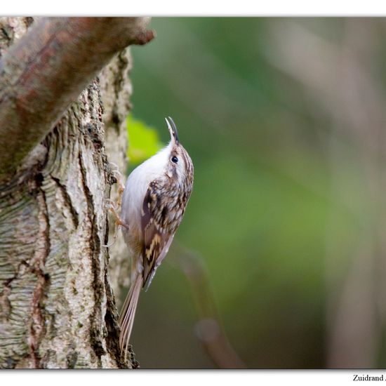 Short-toed Treecreeper: Animal in habitat Backyard in the NatureSpots App