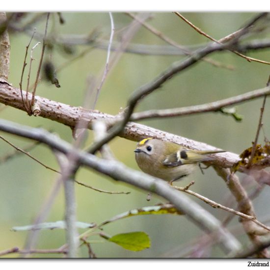 Goldcrest: Animal in nature in the NatureSpots App