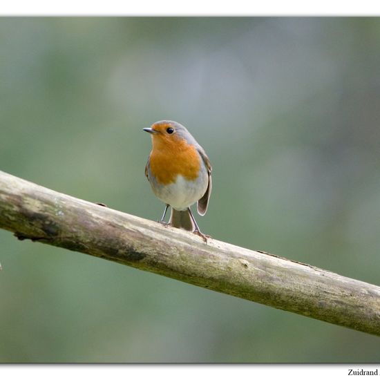 European robin: Animal in habitat Backyard in the NatureSpots App