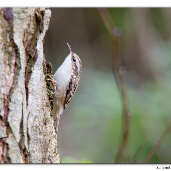 Short-toed Treecreeper: Animal in habitat Backyard in the NatureSpots App