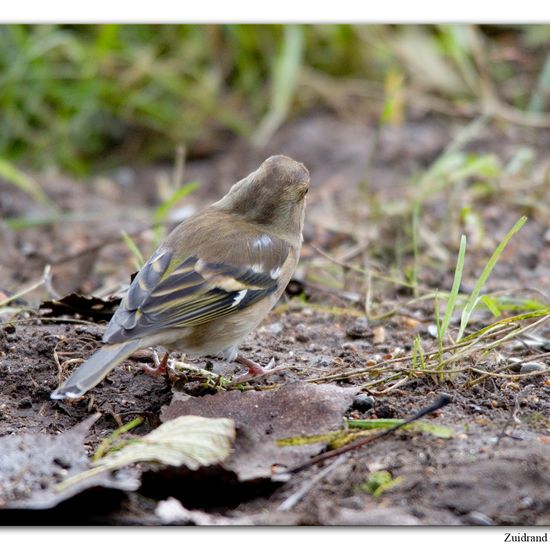 Common Chaffinch: Animal in habitat Backyard in the NatureSpots App