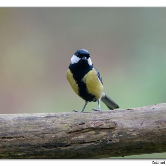 Great Tit: Animal in habitat Backyard in the NatureSpots App