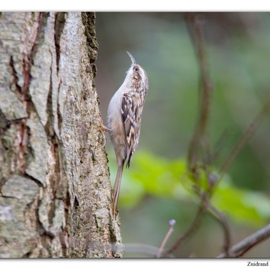 Short-toed Treecreeper: Animal in habitat Backyard in the NatureSpots App