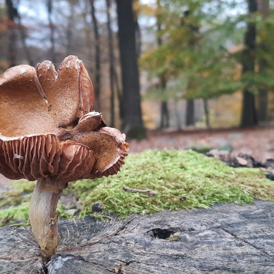 Dunkler Hallimasch: Pilz im Habitat Wald der gemäßigten Breiten in der NatureSpots App