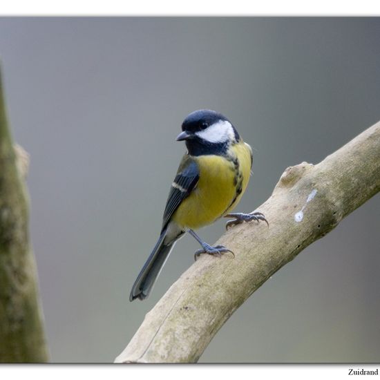 Great Tit: Animal in habitat Backyard in the NatureSpots App