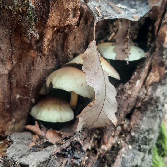 Hypholoma fasciculare: Mushroom in habitat Temperate forest in the NatureSpots App