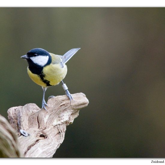 Great Tit: Animal in habitat Backyard in the NatureSpots App