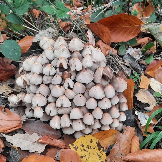 Psathyrella multipedata: Mushroom in habitat Temperate forest in the NatureSpots App