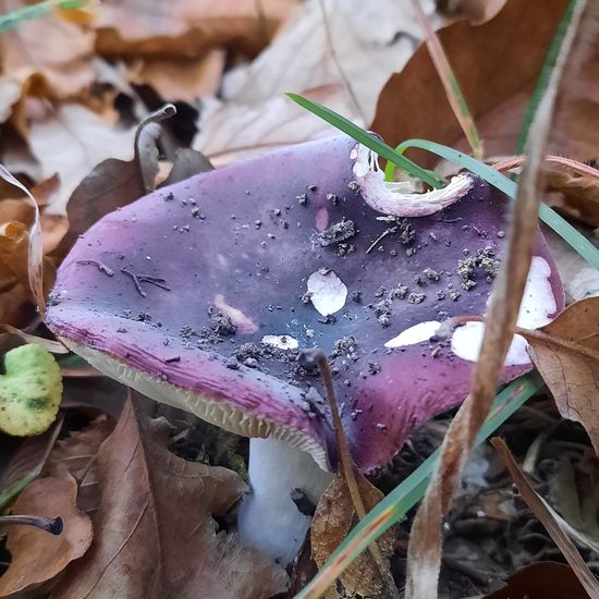 Russula atropurpurea: Mushroom in habitat Temperate forest in the NatureSpots App