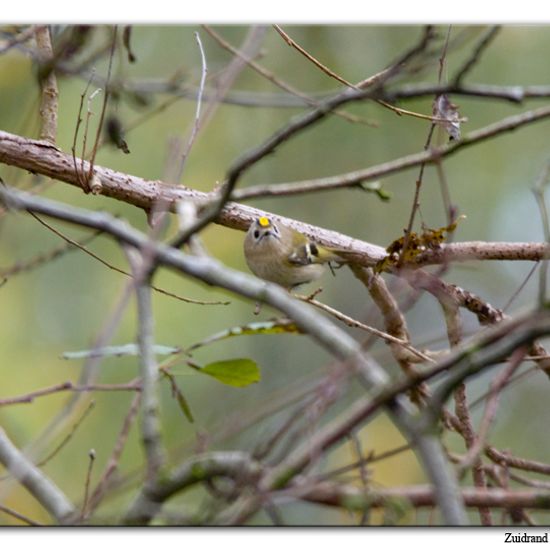 Goldcrest: Animal in habitat Backyard in the NatureSpots App