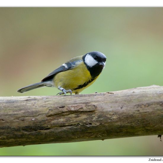 Great Tit: Animal in habitat Backyard in the NatureSpots App