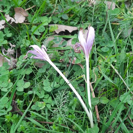 Colchicum autumnale: Plant in nature in the NatureSpots App