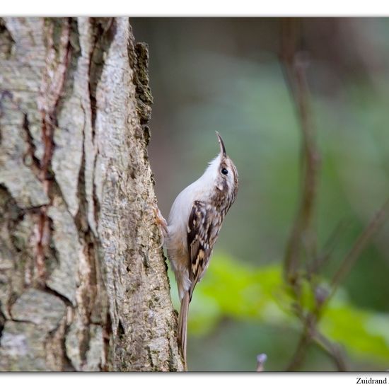 Short-toed Treecreeper: Animal in habitat Backyard in the NatureSpots App