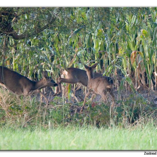 Roe deer: Animal in habitat Crop cultivation in the NatureSpots App