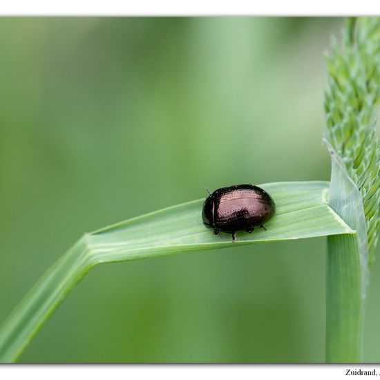 Chrysolina oricalcia: Animal in habitat Forest in the NatureSpots App