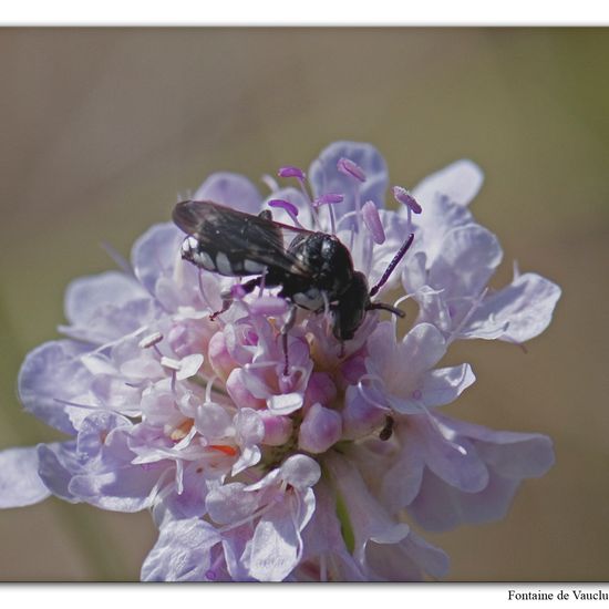 Megachile rotundata: Animal in habitat Mountain meadows in the NatureSpots App