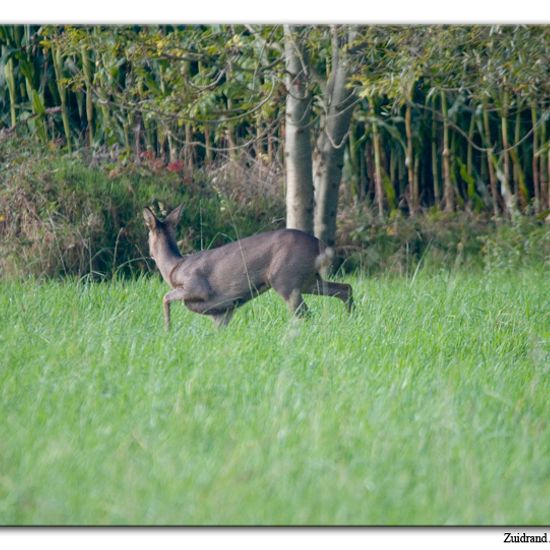 Roe deer: Animal in habitat Crop cultivation in the NatureSpots App