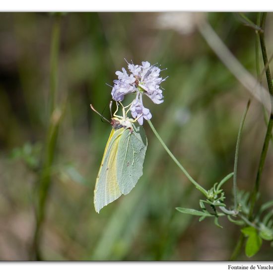 Gonepteryx cleopatra: Animal in habitat Mountain meadows in the NatureSpots App