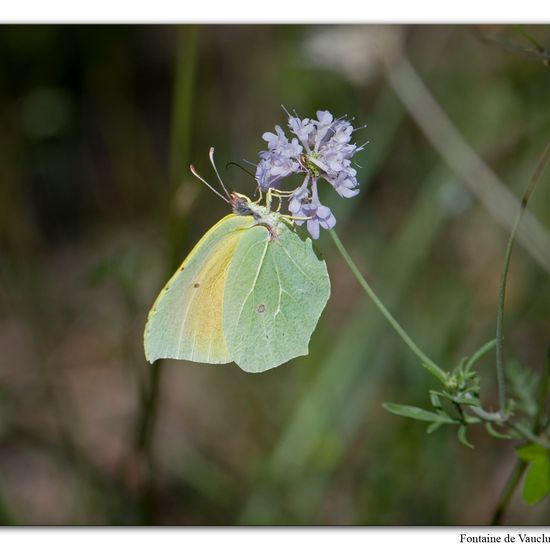 Gonepteryx cleopatra: Animal in habitat Mountain meadows in the NatureSpots App