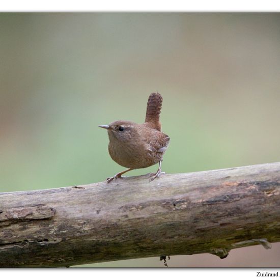 Eurasian Wren: Animal in habitat Backyard in the NatureSpots App