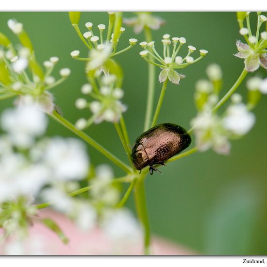 Chrysolina oricalcia: Animal in habitat Forest in the NatureSpots App