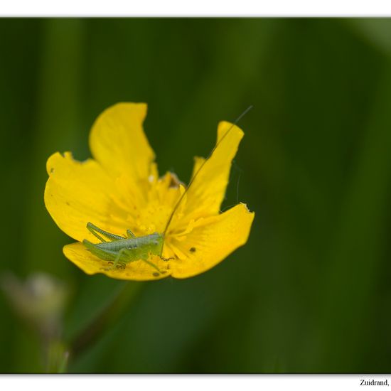 Tettigonia viridissima: Animal in habitat Forest in the NatureSpots App