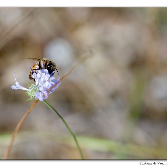 Apis mellifera: Animal in habitat Mountain meadows in the NatureSpots App