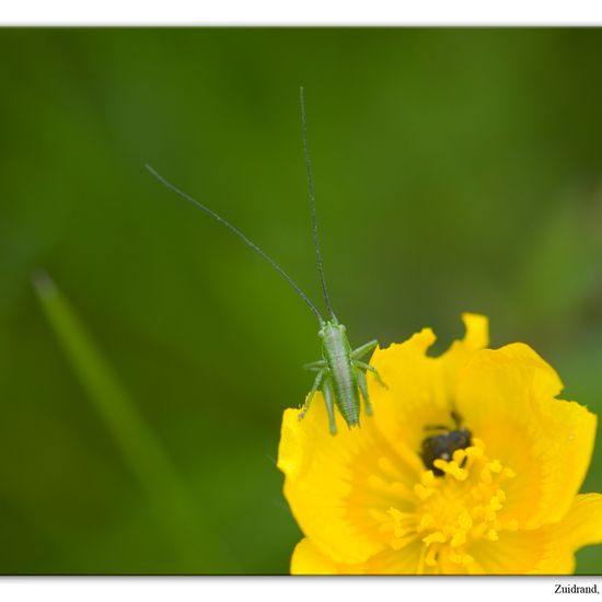 Tettigonia viridissima: Animal in habitat Forest in the NatureSpots App