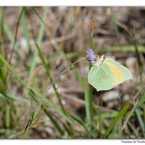 Gonepteryx cleopatra: Animal in habitat Mountain meadows in the NatureSpots App