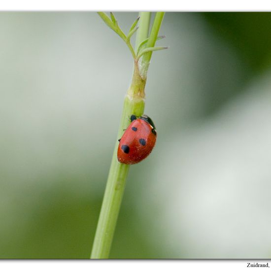 Coccinella septempunctata: Animal in habitat Forest in the NatureSpots App