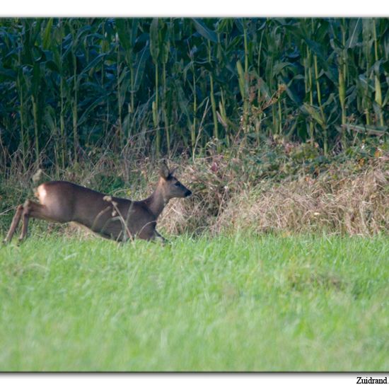 Roe deer: Animal in habitat Crop cultivation in the NatureSpots App