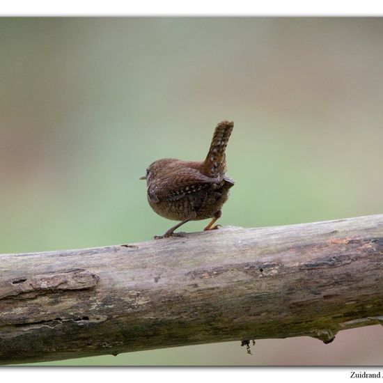 Eurasian Wren: Animal in habitat Backyard in the NatureSpots App