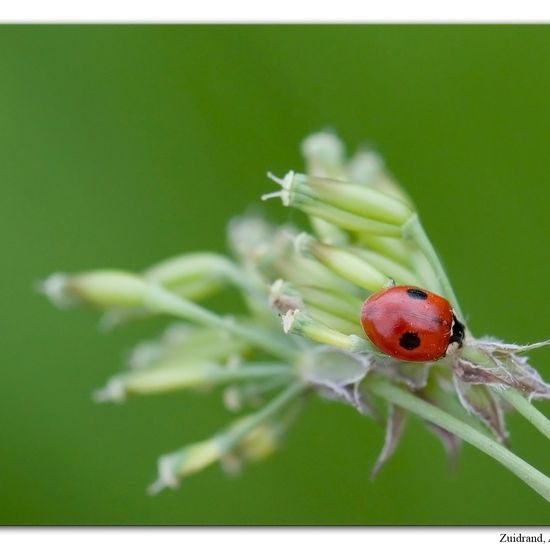 Adalia bipunctata: Animal in habitat Forest in the NatureSpots App