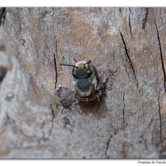 Megachile rotundata: Animal in habitat Mountain meadows in the NatureSpots App