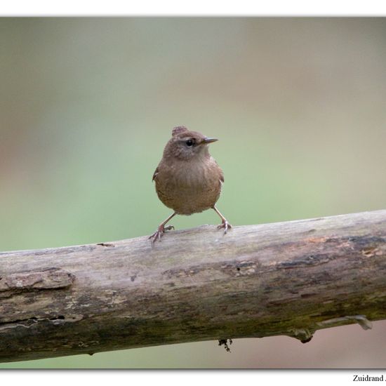 Eurasian Wren: Animal in habitat Backyard in the NatureSpots App