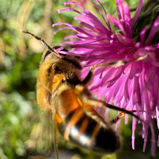 Eristalis tenax: Animal in habitat Garden in the NatureSpots App