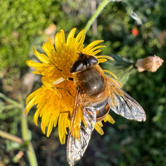 Eristalis tenax: Animal in habitat Garden in the NatureSpots App