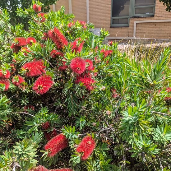 Callistemon: Plant in habitat City or Urban habitat in the NatureSpots App