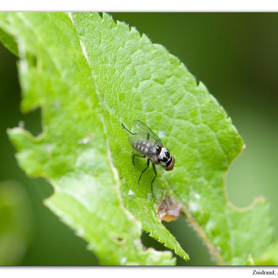 Anthomyia procellaris: Animal in habitat Grassland in the NatureSpots App