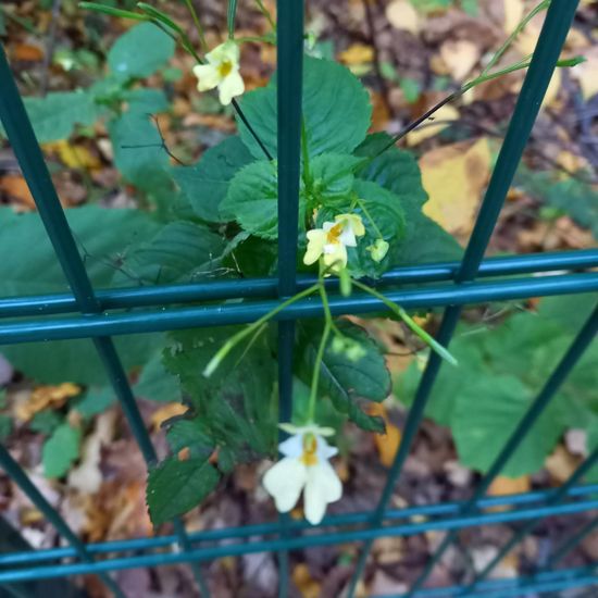 Impatiens parviflora: Plant in nature in the NatureSpots App