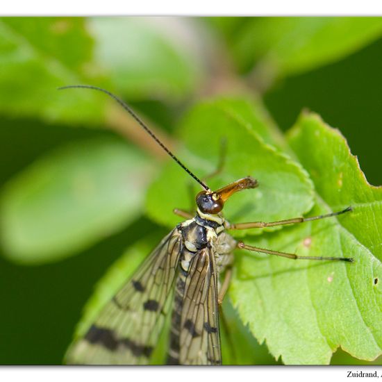 Panorpa communis: Animal in habitat Grassland in the NatureSpots App