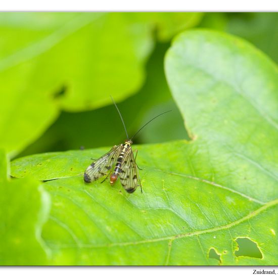 Panorpa germanica: Animal in habitat Grassland in the NatureSpots App