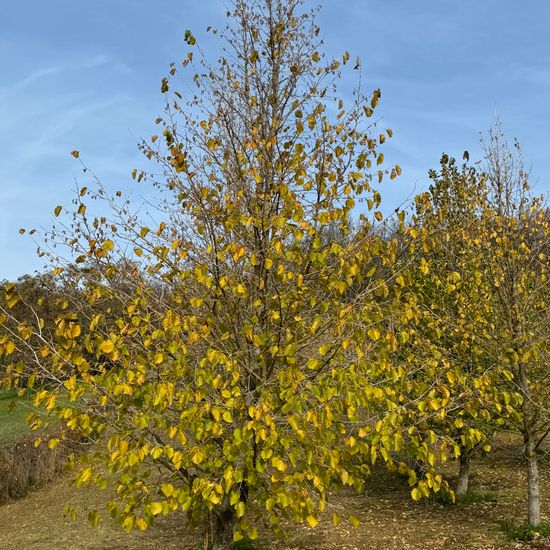 Corylus colurna: Plant in habitat Temperate forest in the NatureSpots App