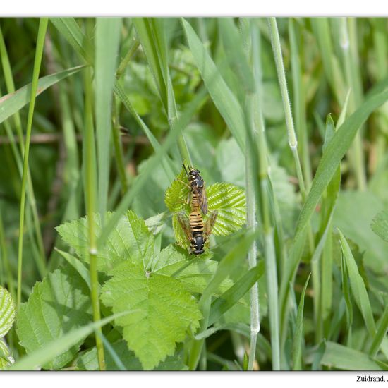 Temnostoma vespiforme: Animal in habitat Grassland in the NatureSpots App