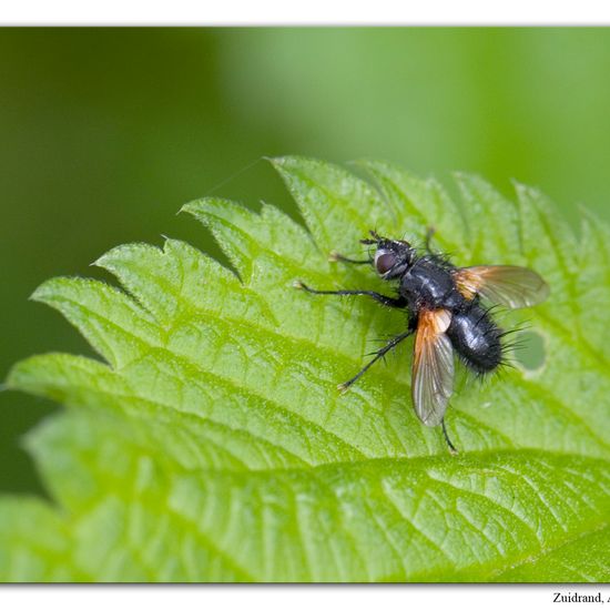 Zophomyia temula: Animal in habitat Grassland in the NatureSpots App