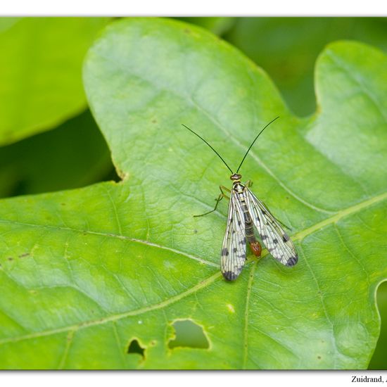 Panorpa germanica: Animal in habitat Grassland in the NatureSpots App