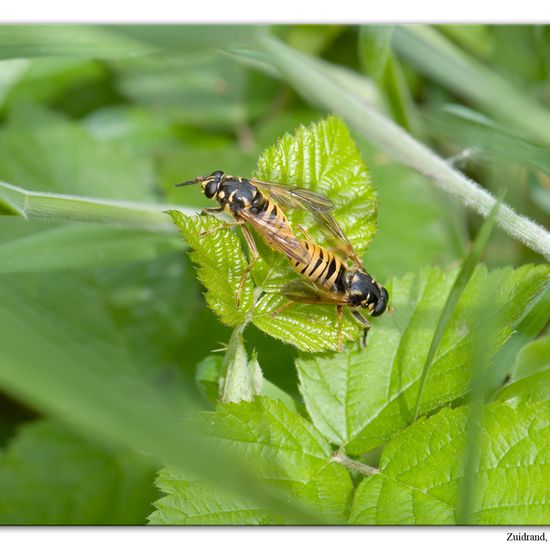 Temnostoma vespiforme: Animal in habitat Grassland in the NatureSpots App